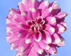 Прекрасные цветы сортовых георгин - Жан Мари