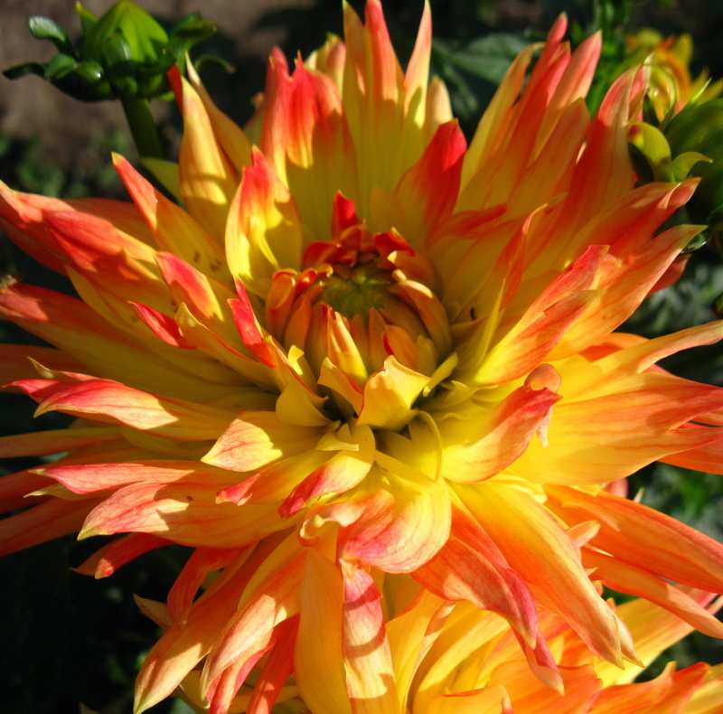 георгины Алоха