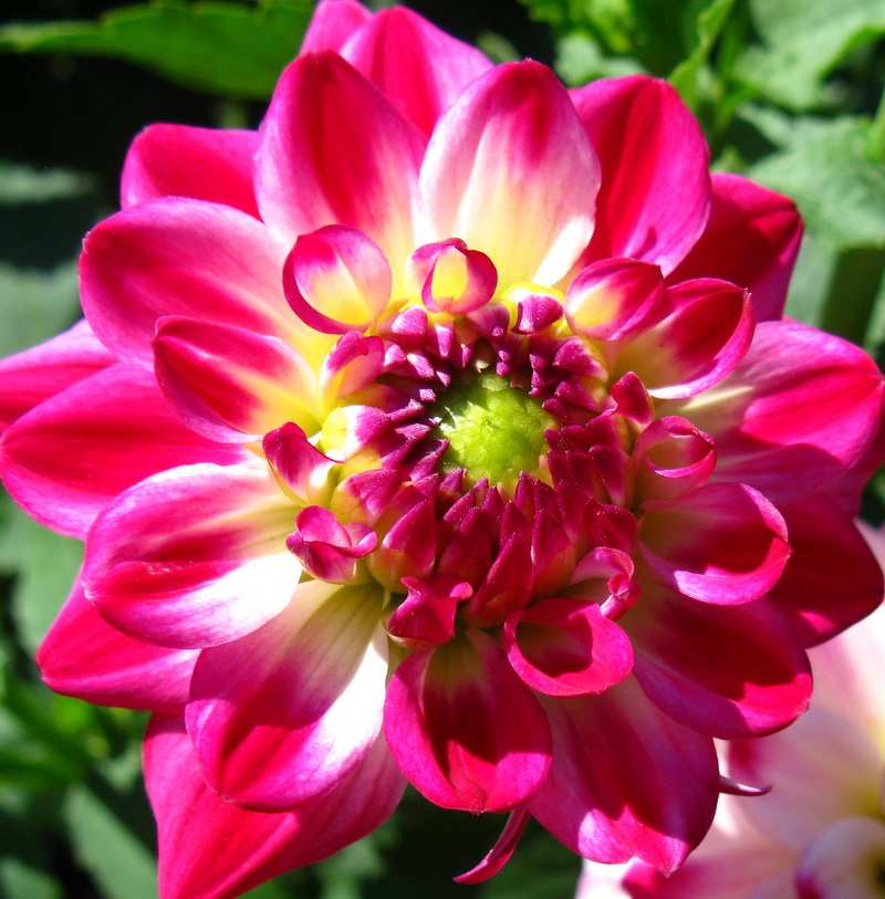 георгины Анкл Хенки