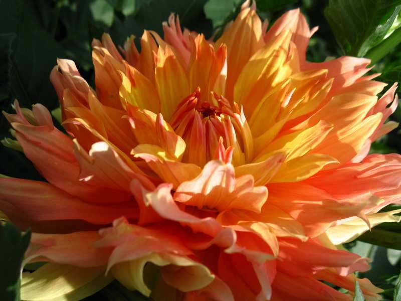 георгины Бэбилон Бронз